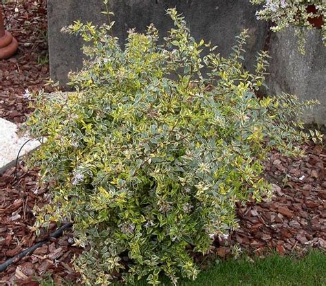 Abelia x grandiflora 'Hopleys' (Glänzende Abelia)